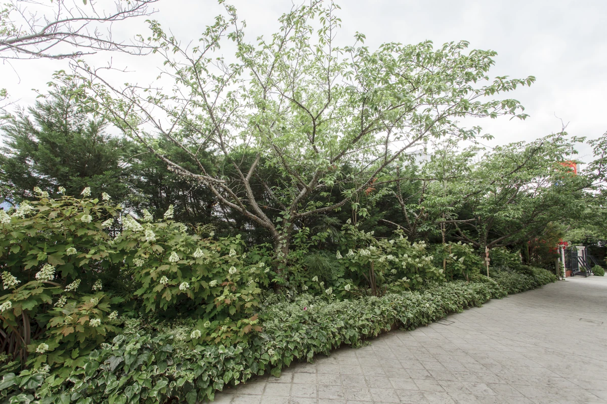 ザ・ジョージアンテラス